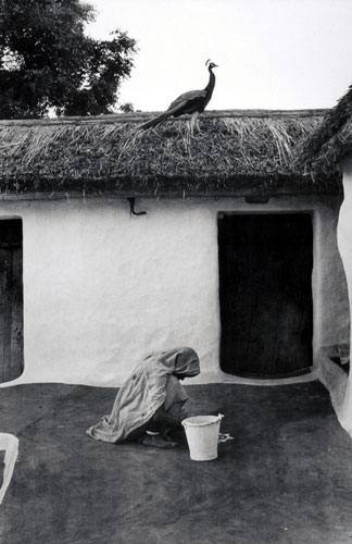 Limited edition prints of Photographs in ruralscape by modern Indian Artist Jyoti Bhatt.